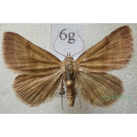 Phytometra viridaria (Clerck, 1759) Pomiarka oliwinka Slovakia6g